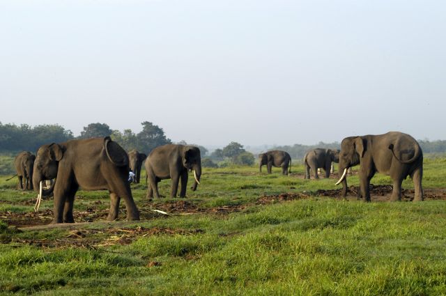 Way Kambas National Park - Tempat Penangkaran Gajah Di Sumatra