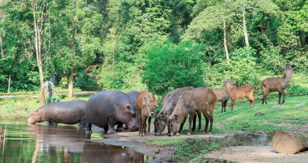 Taman Safari