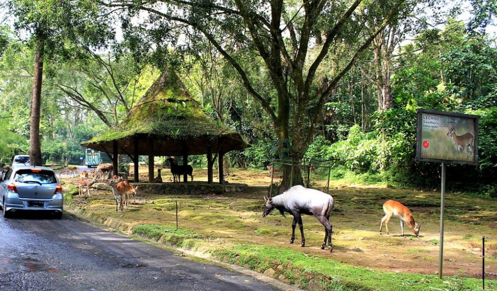Taman Safari Indonesia