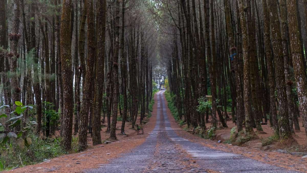 Hutan Pinus Kragilan