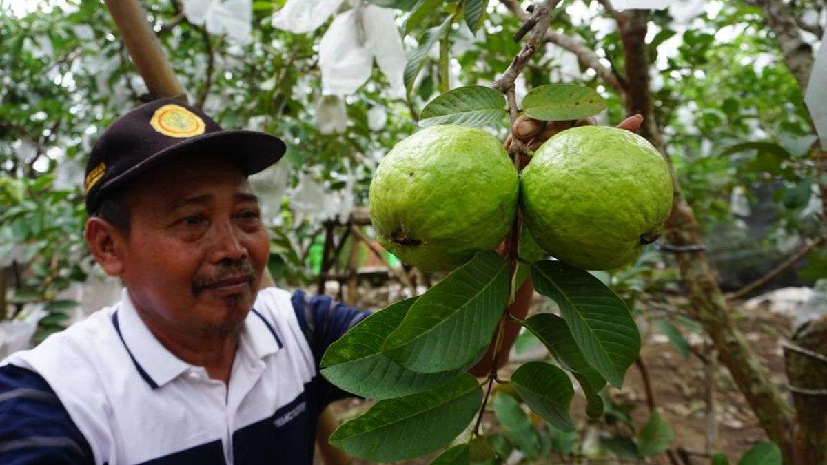Jambu Taiwan
