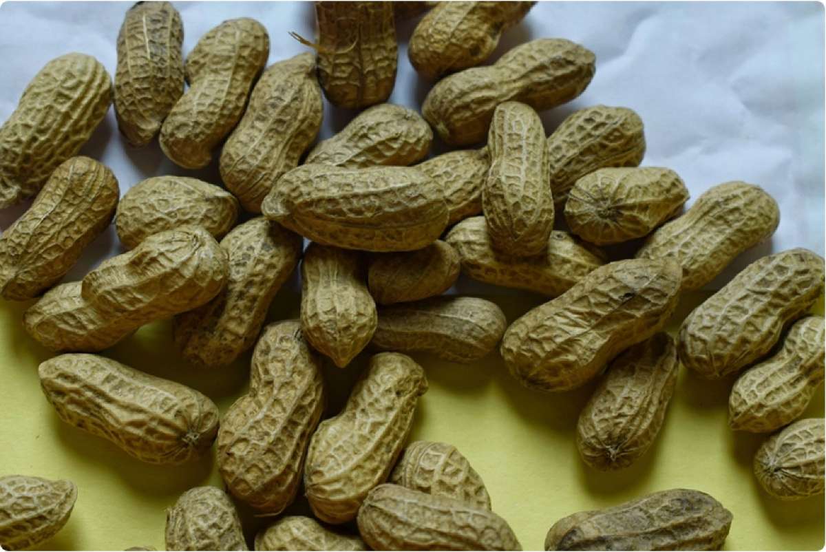 Kacang Sihobuk
