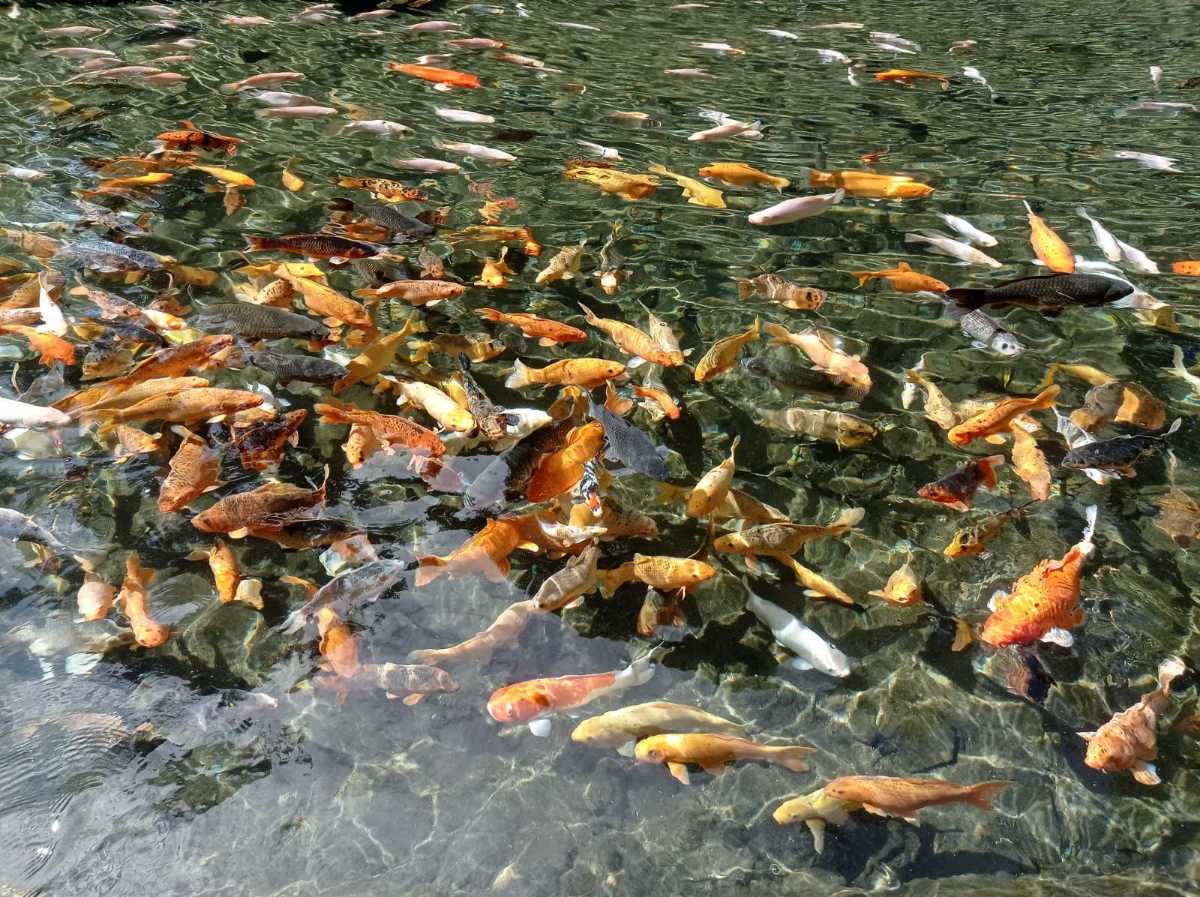 Keindahan Kolam Ikan yang Jernih