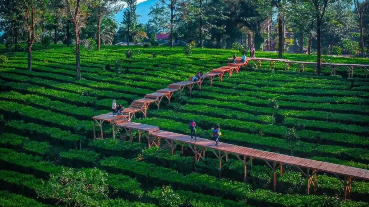 Tea Bridge