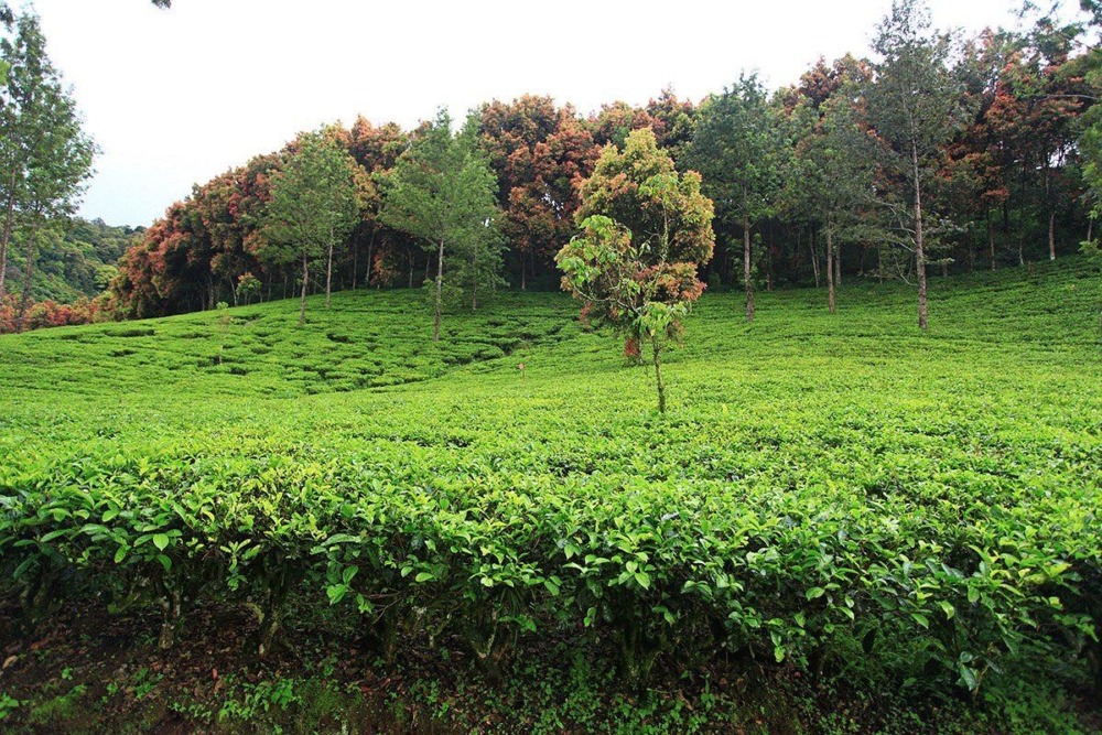 Aktivitas Seru di Wisata Agro Gunung Mas