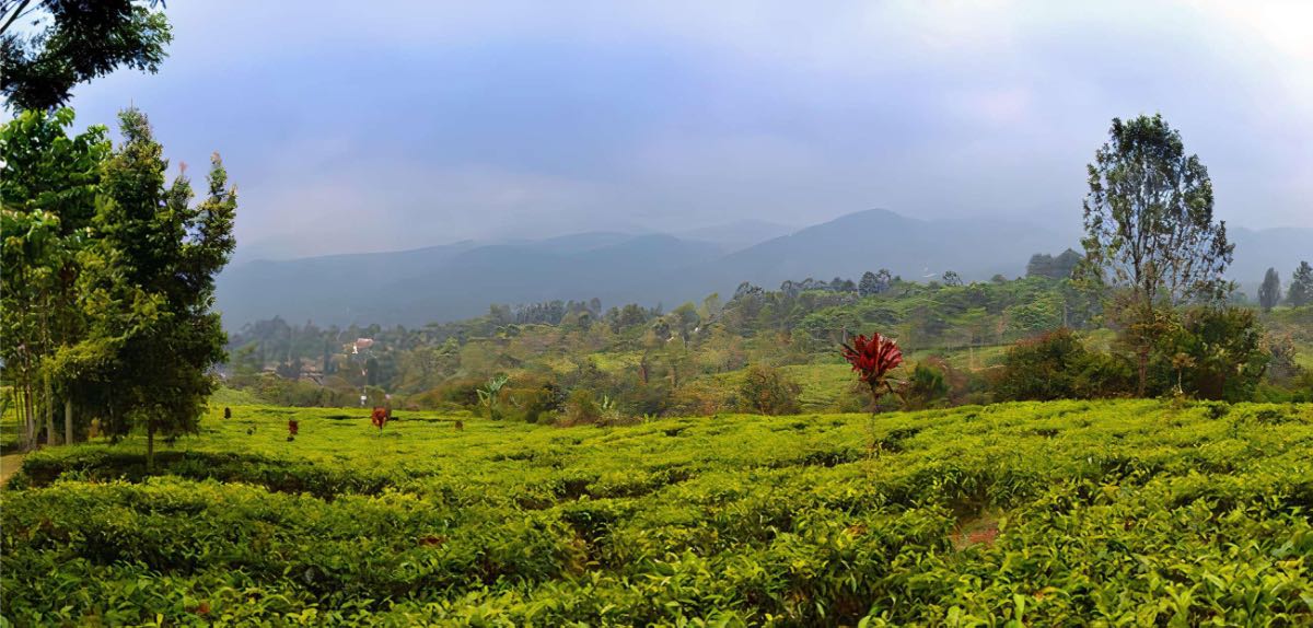 Sejarah dan Konsep Agrowisata Gunung Mas