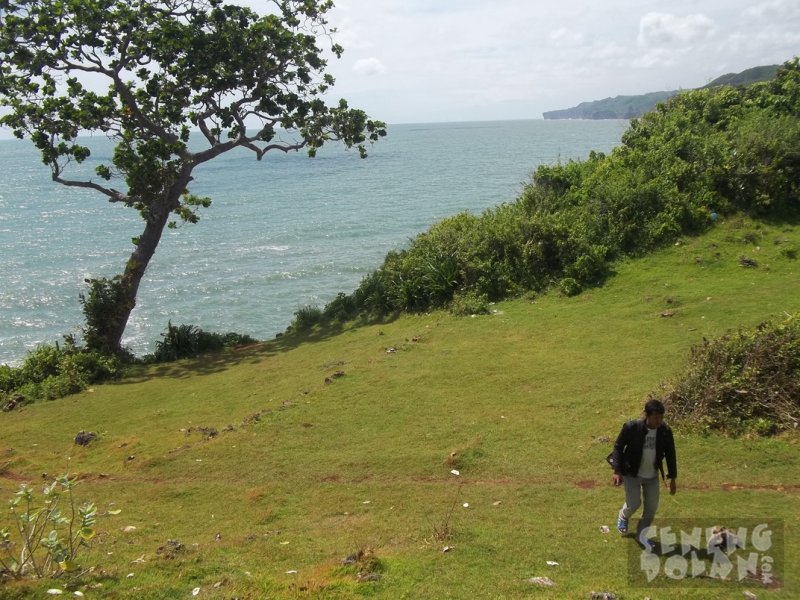 Pohon Abadi Laut Kesirat Gunungkidul