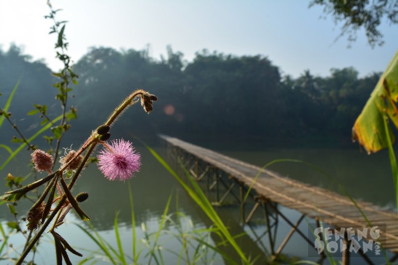 Sesek Kali Progo