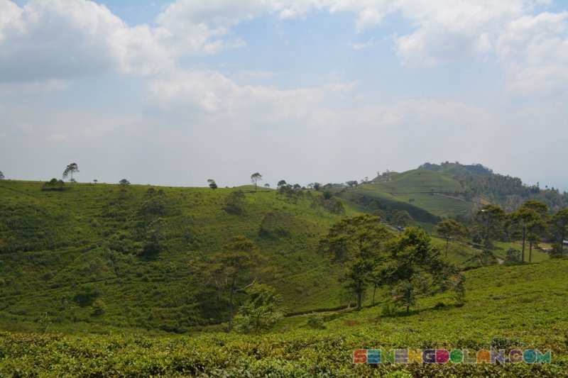 Agrowisata Kebun Teh