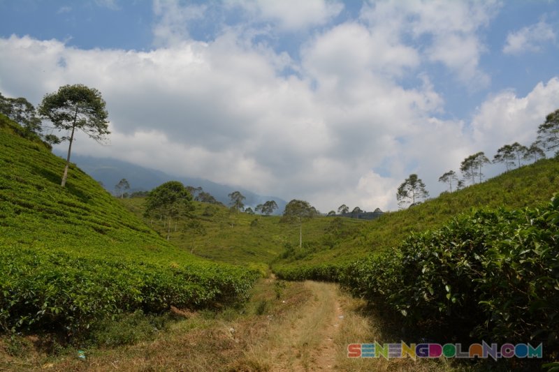 Kebun Teh Kemuning