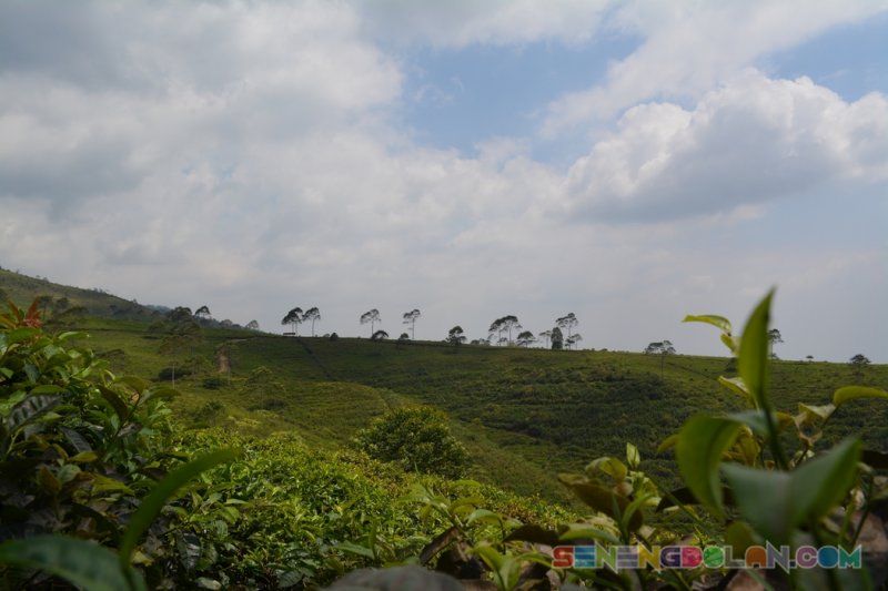 Kebun Teh Kemuning Karanganyar