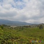 Kebun Teh Kemuning Semarang